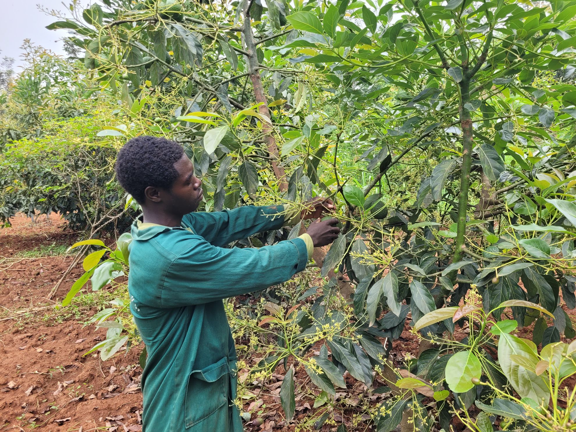 Muyumbu Farm