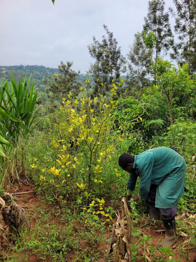 Muyumbu Farm ()