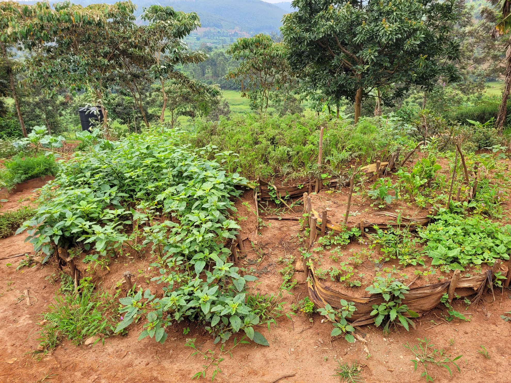 Muyumbu Farm
