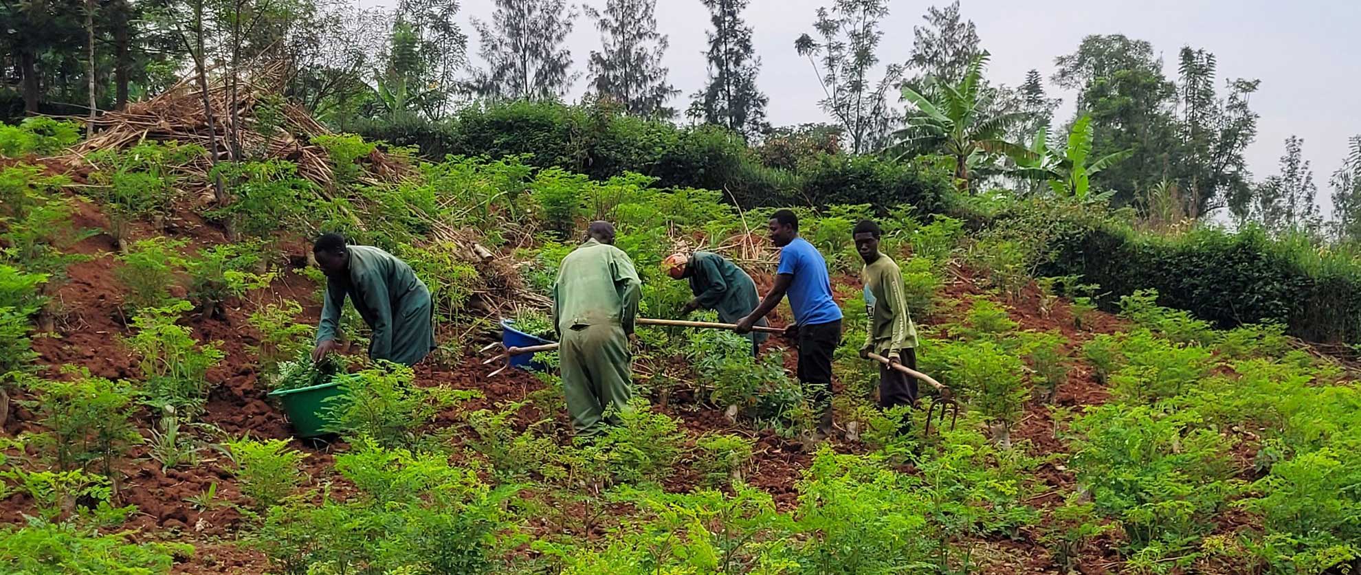 Muyumbu Farm Featured Image