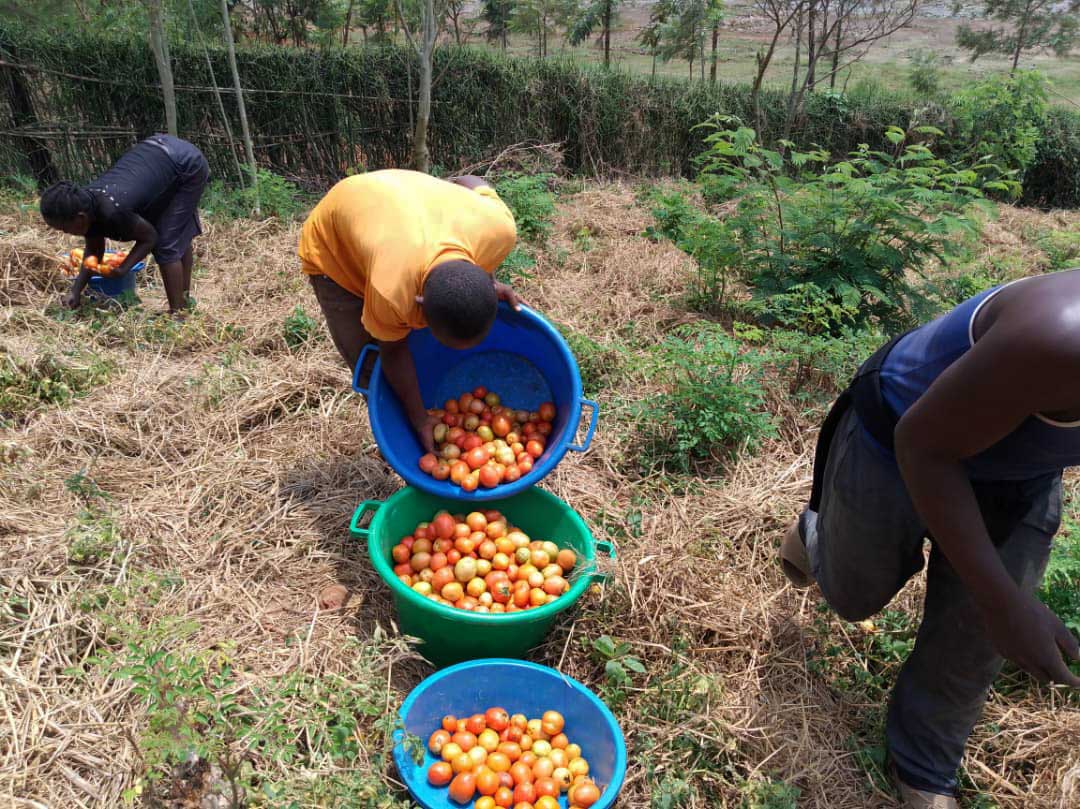 Agriculture Program VTC