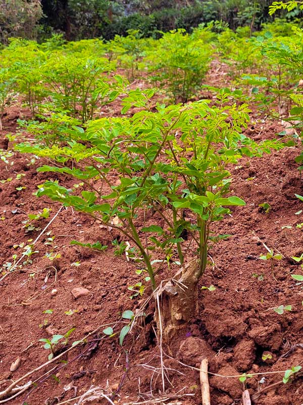 Moringa project small moringa