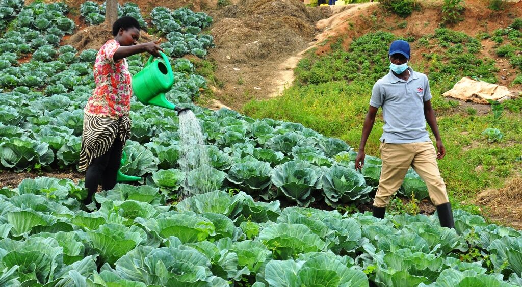 Kitchen Garden and VTC